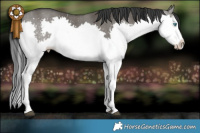 Horse Color:Grullo Splash  Brindle