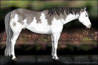 Horse Color:Grullo Splash  Brindle