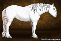 Horse Color:Buckskin Pearl Appaloosa Rabicano