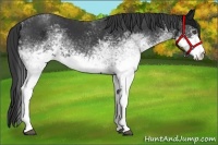 Horse Color:White Spotted Black