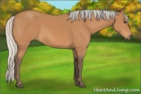Horse Color:Silver Bay 