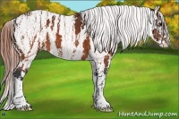Horse Color:Brown Appaloosa Brindle