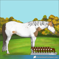 Horse Color:Buckskin Tobiano Frame 