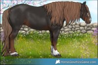 Horse Color:Liver Chestnut 