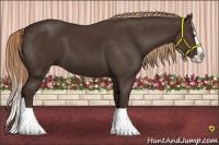 Horse Color:Liver Chestnut Splash 