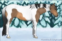 Horse Color:Buckskin Tobiano