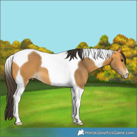 Horse Color:Buckskin Tobiano
