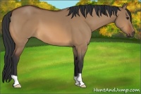 Horse Color:Bay Dun