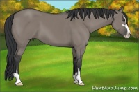 Horse Color:Grullo Sabino
