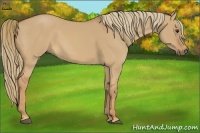 Horse Color:Red Dun Rabicano 