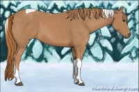 Horse Color:Chestnut Tobiano