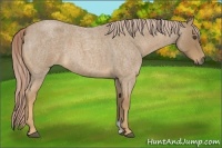 Horse Color:Palomino Roan