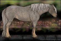 Horse Color:Chocolate Palomino Roan 