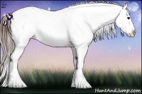 Horse Color:Brown Appaloosa Rabicano