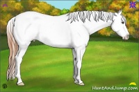 Horse Color:Buckskin Dun Sabino Appaloosa