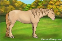 Horse Color:Gold Champagne 