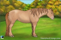 Horse Color:Gold Champagne