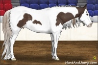 Horse Color:Liver Chestnut Splash Tobiano