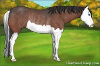 Horse Color:Bay Roan Splash Rabicano 