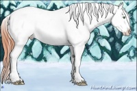 Horse Color:Amber Champagne Dun Tobiano Appaloosa 
