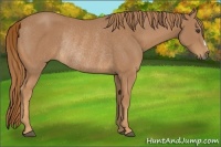 Horse Color:Chestnut Rabicano