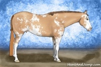 Horse Color:Gold Champagne Sabino Rabicano