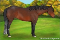 Horse Color:Bay Frame