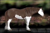 Horse Color:Liver Chestnut Splash