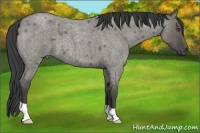 Horse Color:Smoky Grullo Roan 