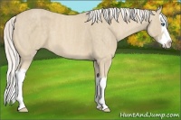 Horse Color:Cremello Splash Brindle