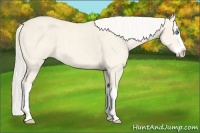 Horse Color:Cremello Splash Brindle