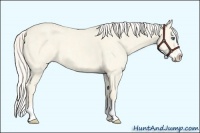Horse Color:Cremello Roan Dun Splash Brindle