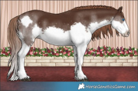 Horse Color:Liver Chestnut Splash Frame