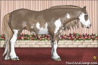 Horse Color:Liver Chestnut Splash Frame 