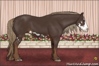 Horse Color:Liver Chestnut Splash Frame