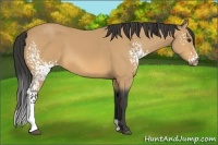 Horse Color:White Spotted Buckskin