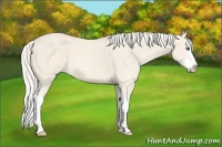 Horse Color:Cremello Splash  Brindle