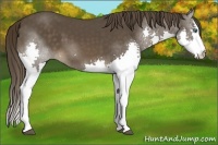 Horse Color:Liver Chestnut Splash