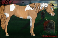 Horse Color:Gray Cremello Splash  Brindle