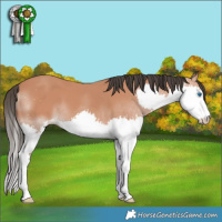 Horse Color:Bay Splash 