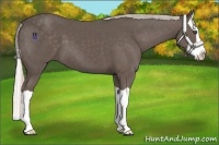 Horse Color:Silver Black Splash