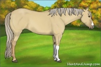 Horse Color:Palomino Dun 