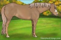 Horse Color:Palomino