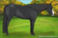 Horse Color:Black Splash Frame