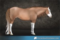 Horse Color:Liver Chestnut Pearl Splash 