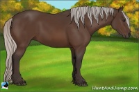 Horse Color:Silver Bay 