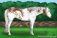 Horse Color:White Spotted Silver Bay 