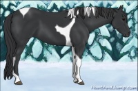 Horse Color:Black Tobiano 