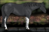 Horse Color:Black Tobiano 
