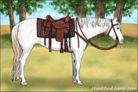 Horse Color:Buckskin Splash Appaloosa Rabicano 